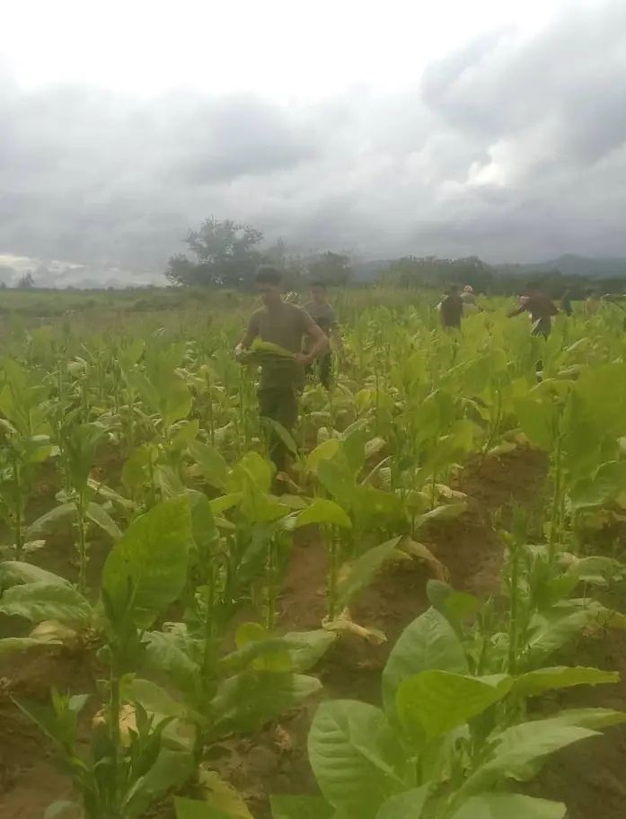 DMEmanicaragua's tweet photo. Estrategia Docente Productiva: el vínculo con la tierra como escuela de vida. Una fuerza imparable que riega el presente para cosechar el mañana. #EducacionManicaragua #EducacionVillaClara #CubaMined https://t.co/kFGl1jeqZ1