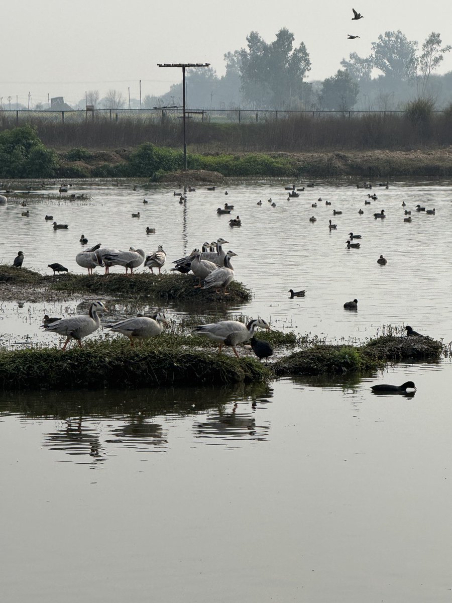 Gharana Wetland in RS Pura, Jammu is a treasure trove for the bird watchers with bar-headed geese and common teals all around. I was all along comparing the class maintenance of the wetland with Hokersar in Kashmir that’s shrinking fast due to local as well as official apathy.