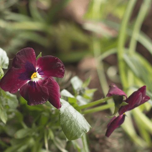 MomentsintheG's tweet photo. Happy to see new bulb shoots coming up, more snowdrops and a pansy in bloom from last year.  This is thanks to our mild winter.  #bulbshoots #snowdrops #pansy #signsofspring #mildwinter #momentsinthegardenphotography https://t.co/2nuqHDbW77
