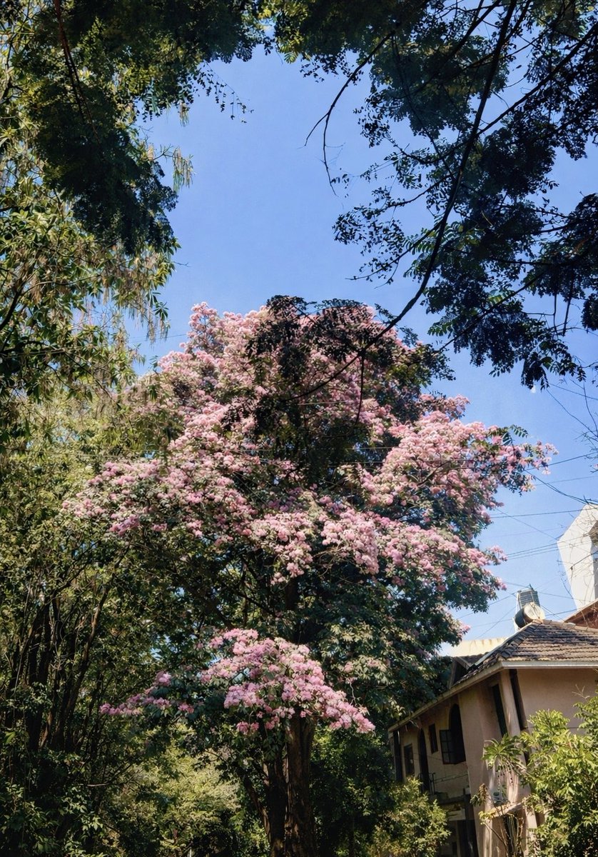 On my way to the office 🌸