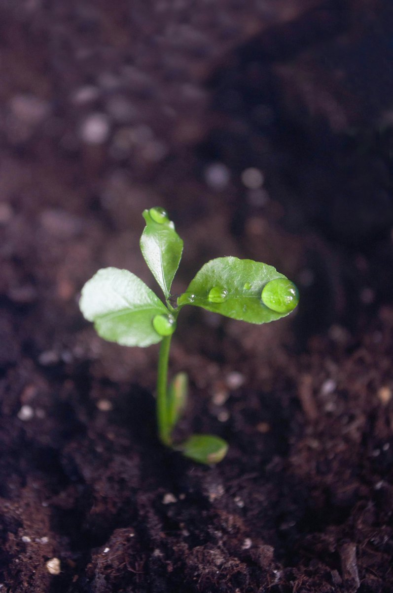 Biodynamic LandTrust tweet media