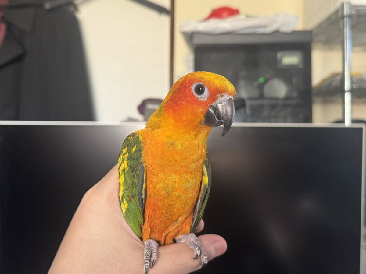 インコ丸氏 tweet media