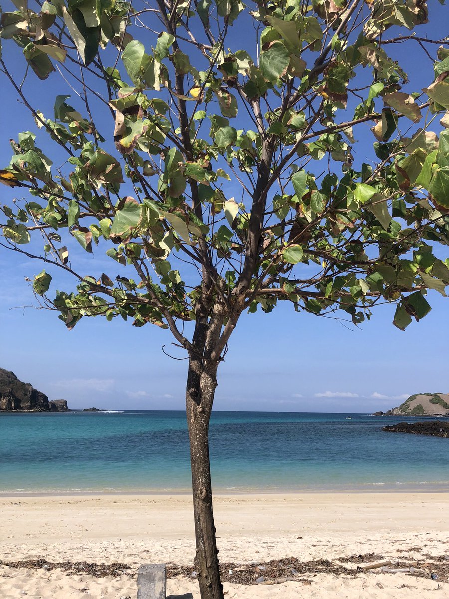 sojuhanajuseyo tweet media