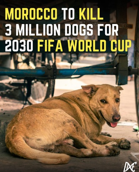 PROTECT ALL WILDLIFE tweet media