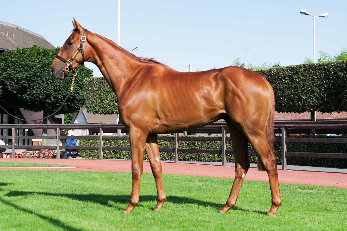 HarasMontaigu's tweet photo. 🏆Born &amp; co-bred with Couétil Élevage,sold for €140,000 to @TMBloodstock  by Haras de Montaigu at the 2025 @InfoArqana Summer Sale,SENATOR (Doctor Dino),son of our dear #blacktype PRESIDENTE LINE, breaks his maiden over hurdles at Market Rasen for @jamiesnowden .

Congrats!!🐎🎉 https://t.co/ujrMVG7fEt