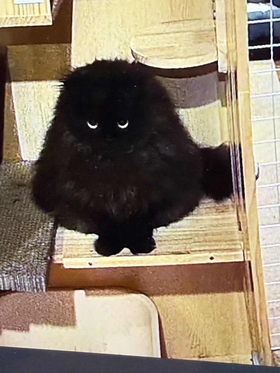 AMO莫莫 tweet media