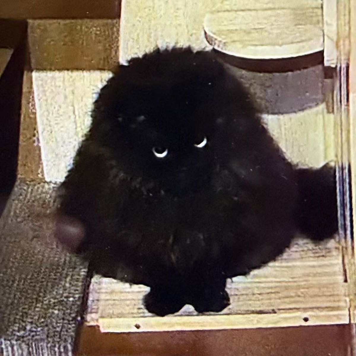 AMO莫莫 tweet media