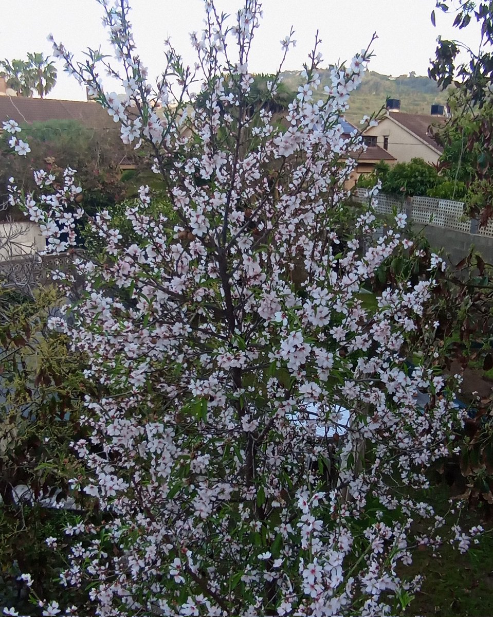 Este año mi almendrito está bien engalanado 😍