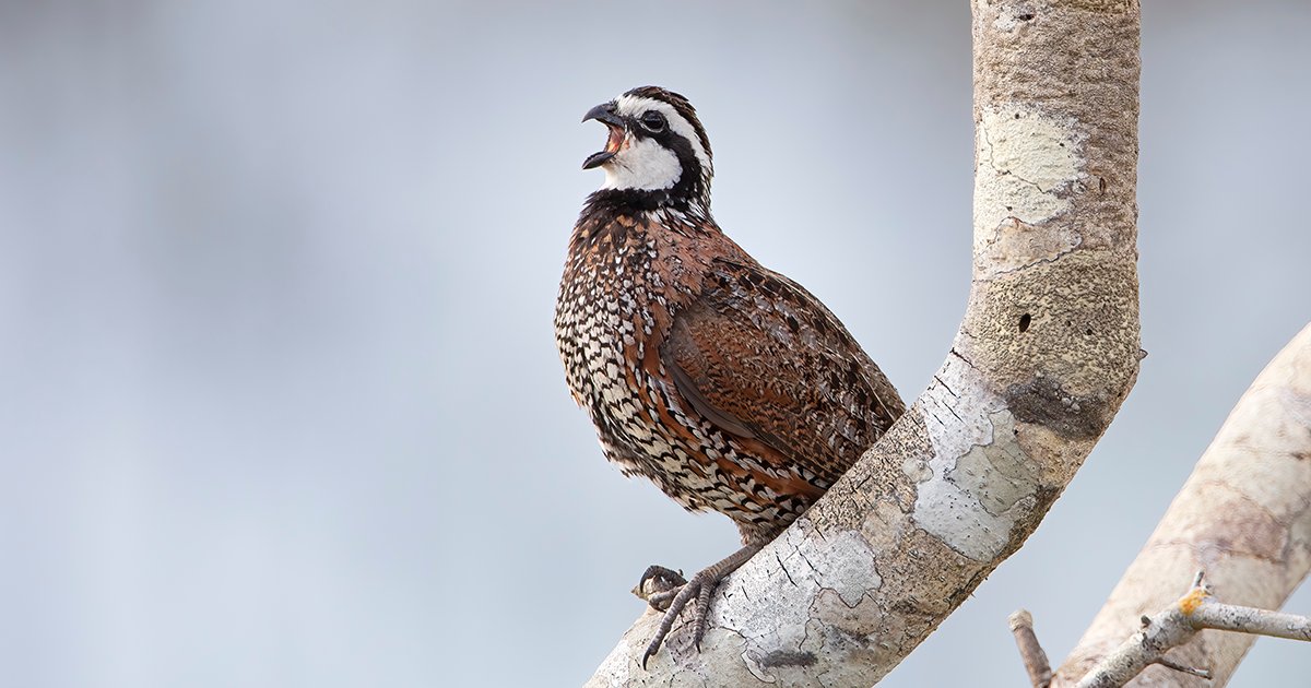 National Fish and Wildlife Foundation tweet media