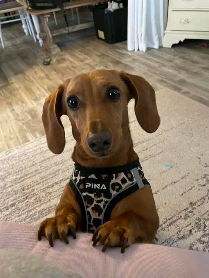 Dachshund Lovers Club tweet media