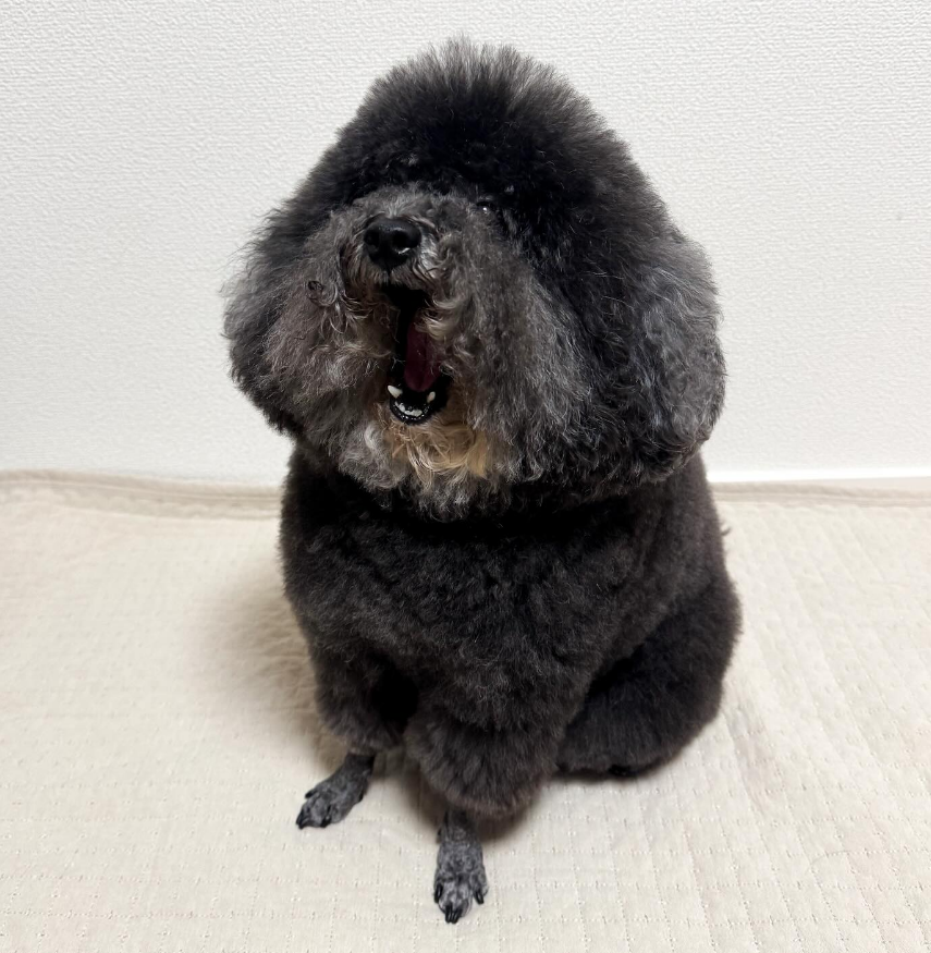 JP Junior tweet media