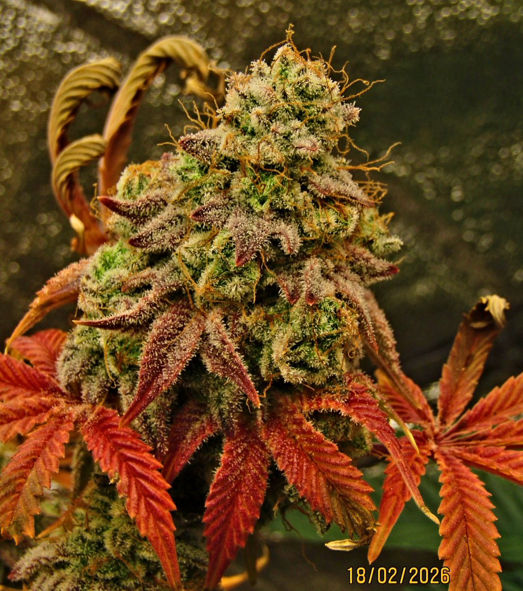 elveedro's tweet image. High 80 Canon shot! Grandiflora 
Wk10 first clone off the Seed mom
Beautiful colors. #Mmemberville #weed #growyourown #420fam #cannaculture #420community #BUDFLOOD #420life #pot_break #StonerFam