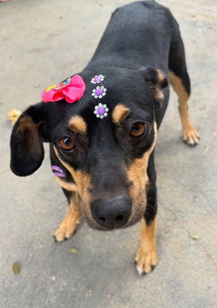 isanahi_'s tweet image. 🚨 PROCURA-SE AICA / ITAPACI - GO 🚨 Se puderem continuar a compartilhar, marcar amigos de Itapaci (GO) e toda a região, talvez essa corrente do bem traga a Aica de volta pra casa. 🙏🐾