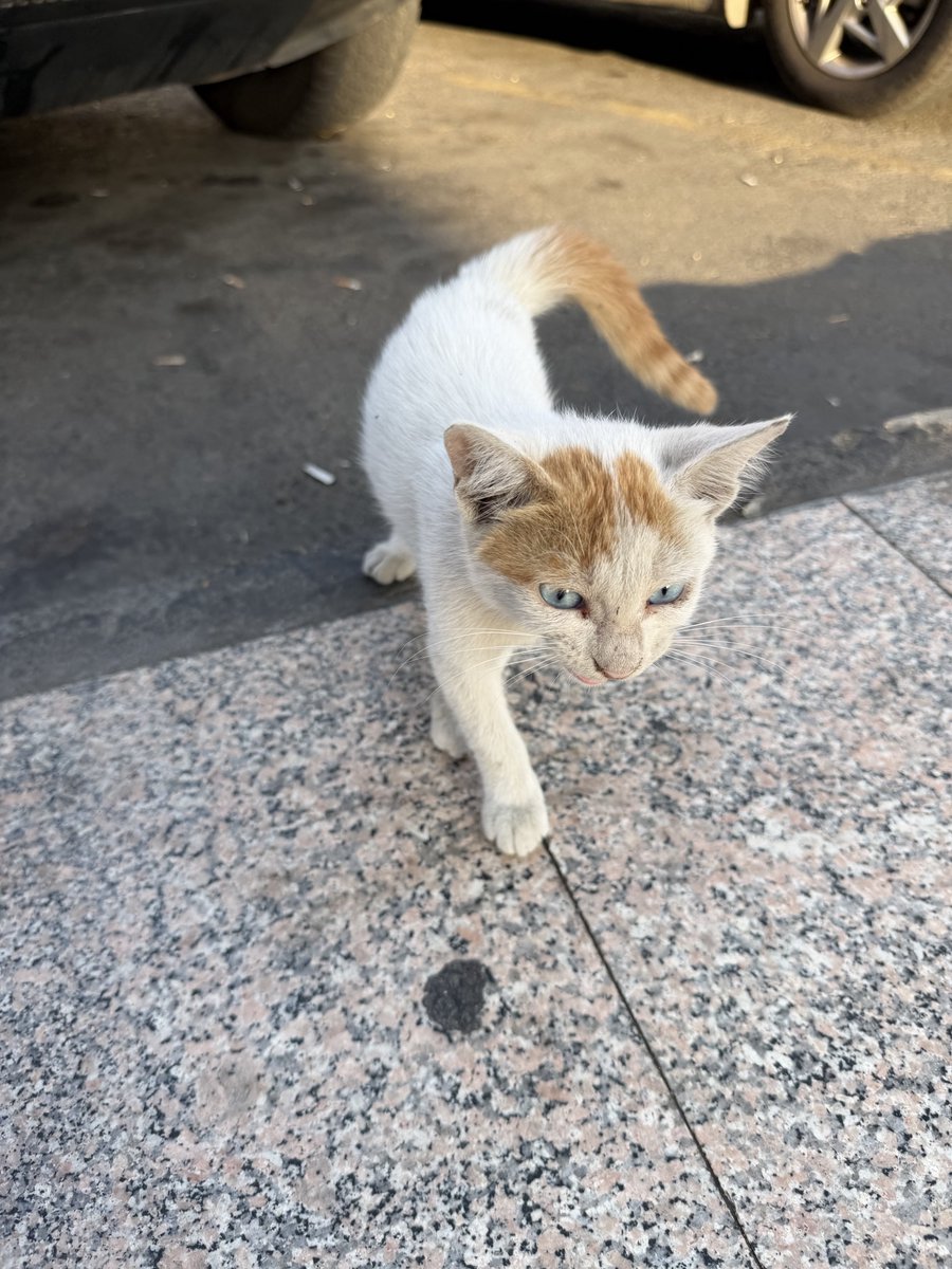 كل عام وأنتم بخير وصحة وسلامة 🌙🌹
لحظة من البهاء بإطلالة زرقاء العينين.