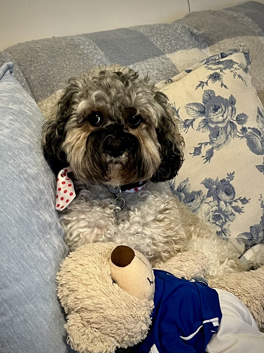 Malcolm_theCat's tweet image. Chums! Baby Dog here. I have picked the Favourite Sofa Spot. It’s here! So I’m not moving. Not. For. Anyone (unless Malcy wants it) ❤️