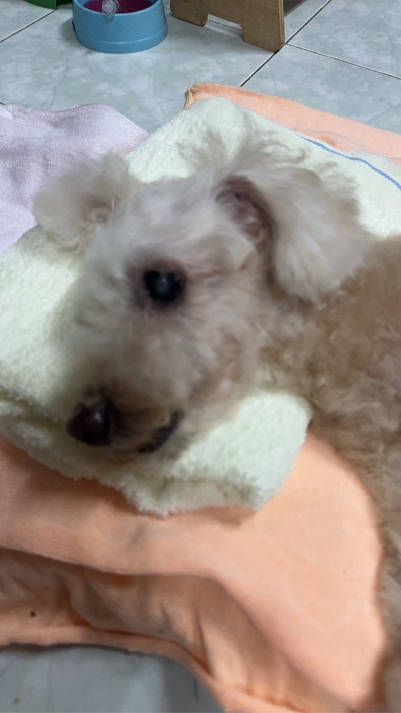 วันนี้ วันที่ลืมแว่นตา วันที่ค่อยๆจ้องมองPC เพื่อทำงาน วันที่แม่โทรมา4 รอบ จบด้วยรอบสุดท้ายว่า กลับบ้านมาดูใจข้าวเหนียวได้มั้ย แม่ว่ามันไม่ไหว แต่มันรอมึง😢 ก็ต้องขับรถกลับบ้านมาหาเค้าแหละ อยู่ด้วยกันมาตั้งแต่ปี 2551 รักเค้า ก็เลยบอกแม่ว่า เดี๋ยวขับรถไป-กลับ บ้านทุกวันละกัน