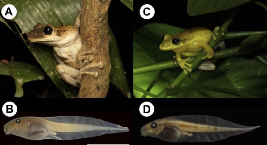 Kaefer Lab tweet media