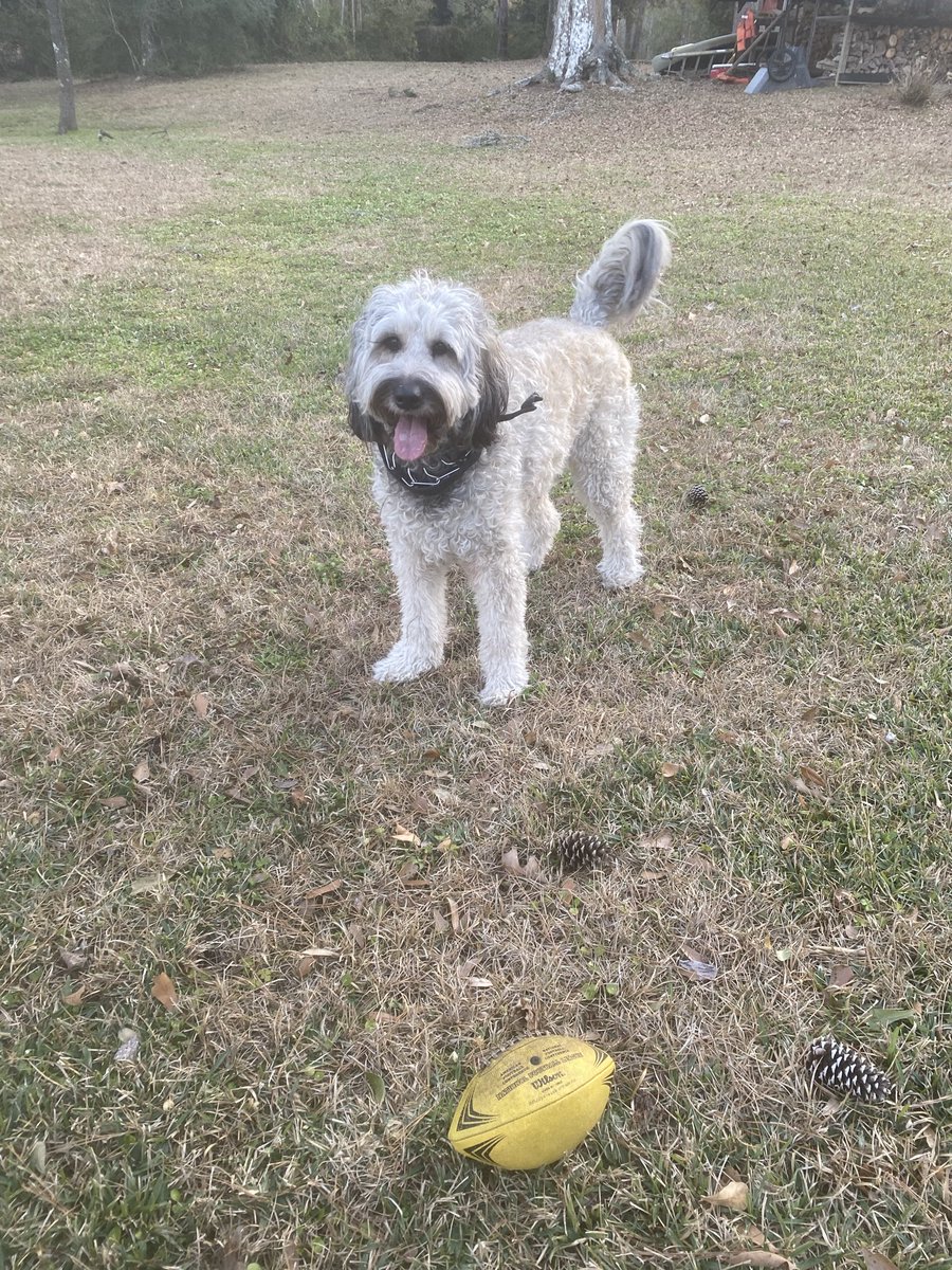 Angelle Vinet tweet media