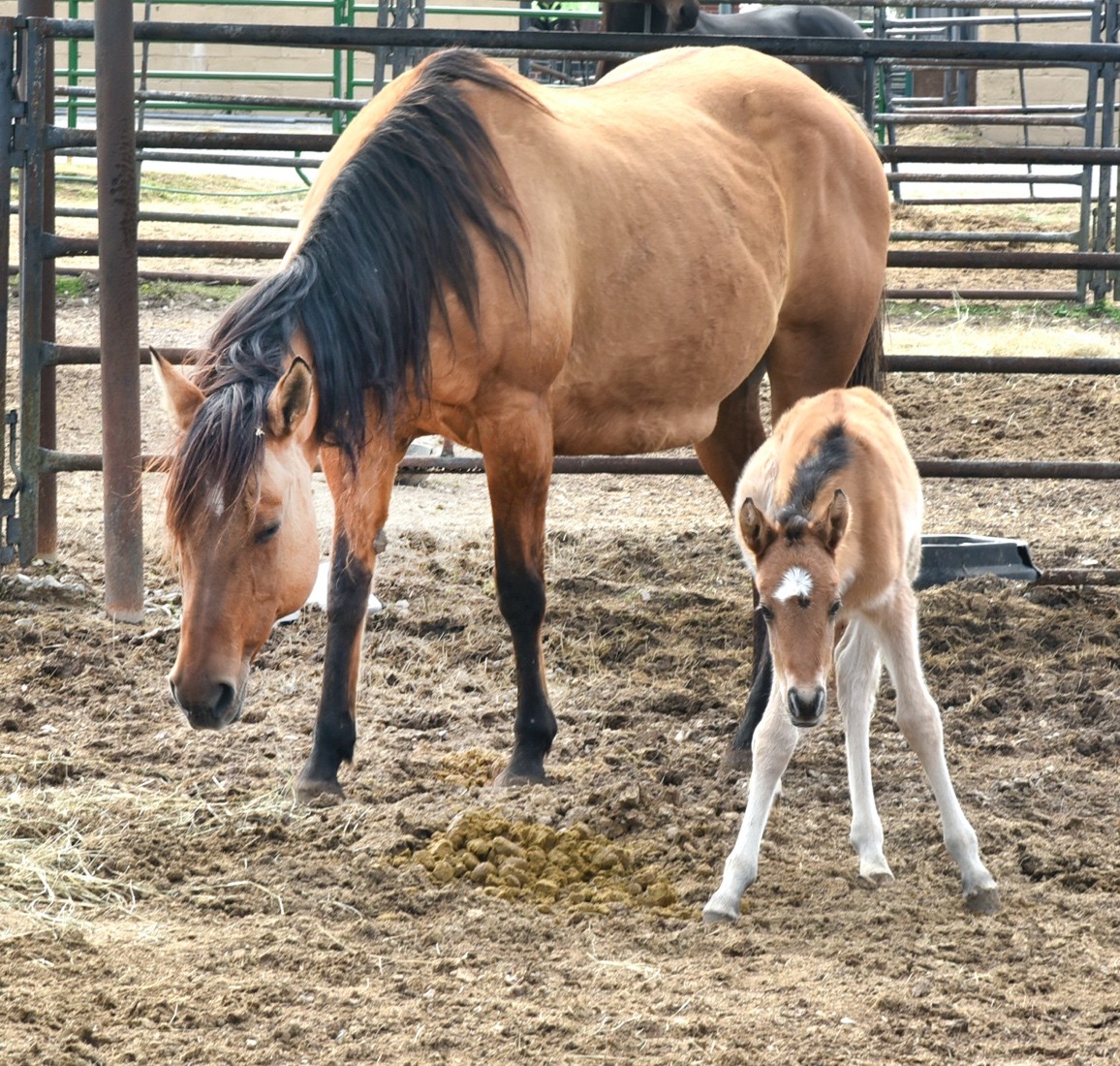 Tuskegee University College of Veterinary Medicine tweet media