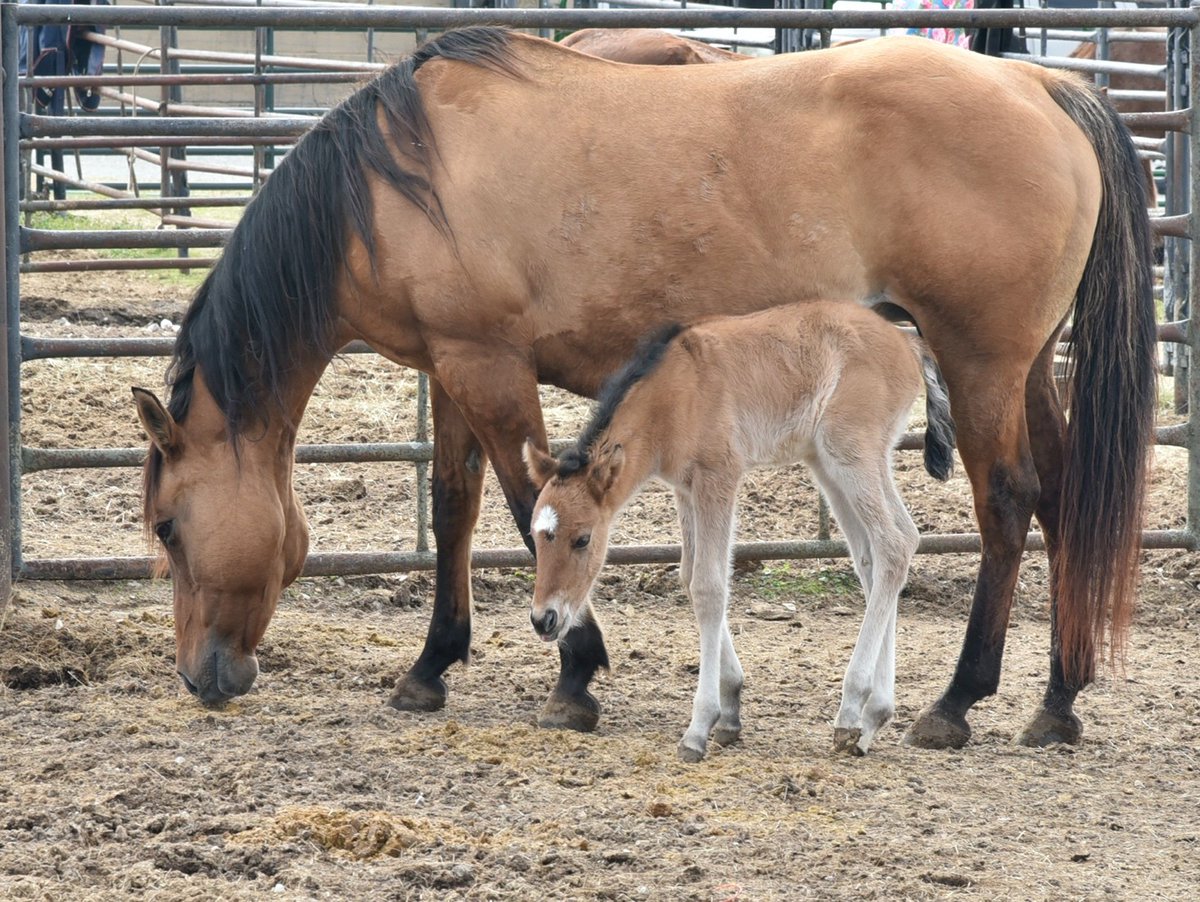 Tuskegee University College of Veterinary Medicine tweet media