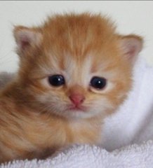 Caturday Content (@cutekittycats_) on Twitter photo 