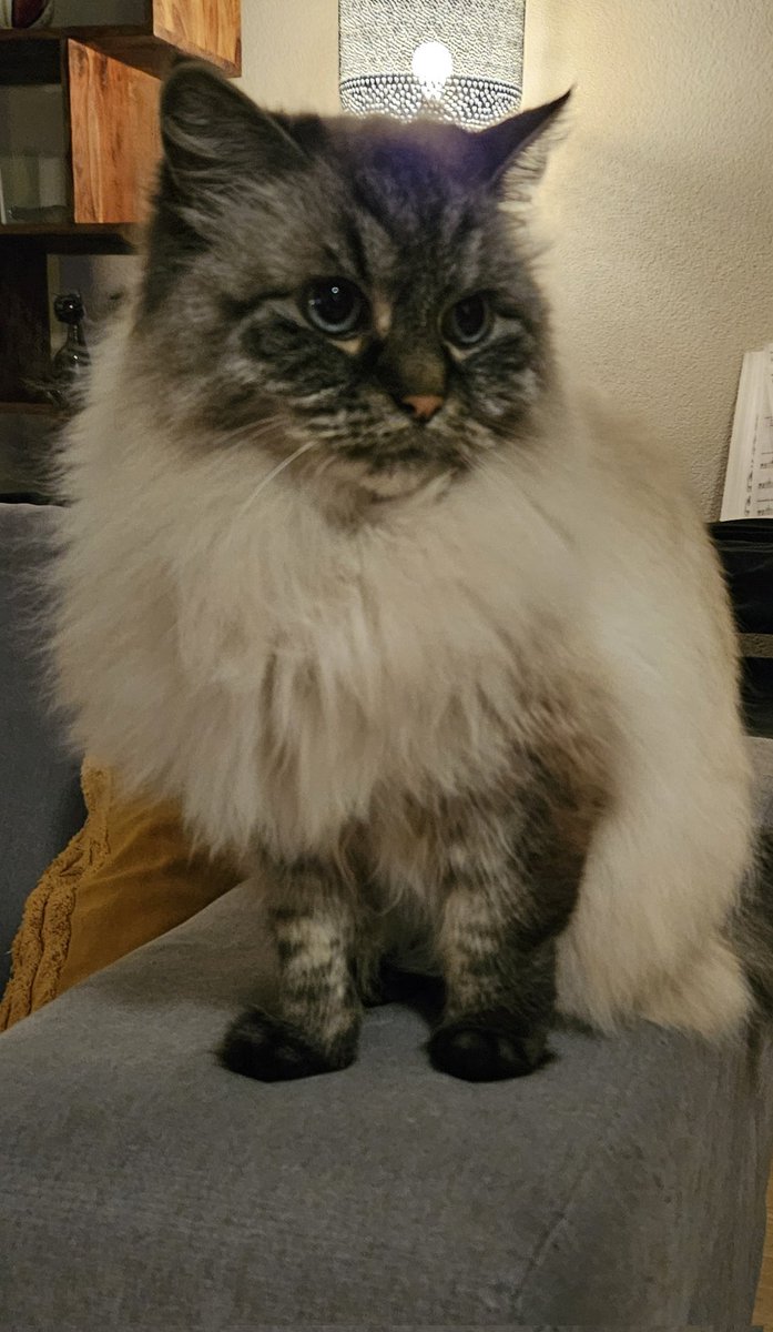 thehairycats's tweet photo. Mum said I am very clingy and needy lately! I just want to be near her because I want to feel warm! Not because I like her or anything😾 #EveryBreathYouTake #EveryMoveYouMake https://t.co/bMImvZXN4V