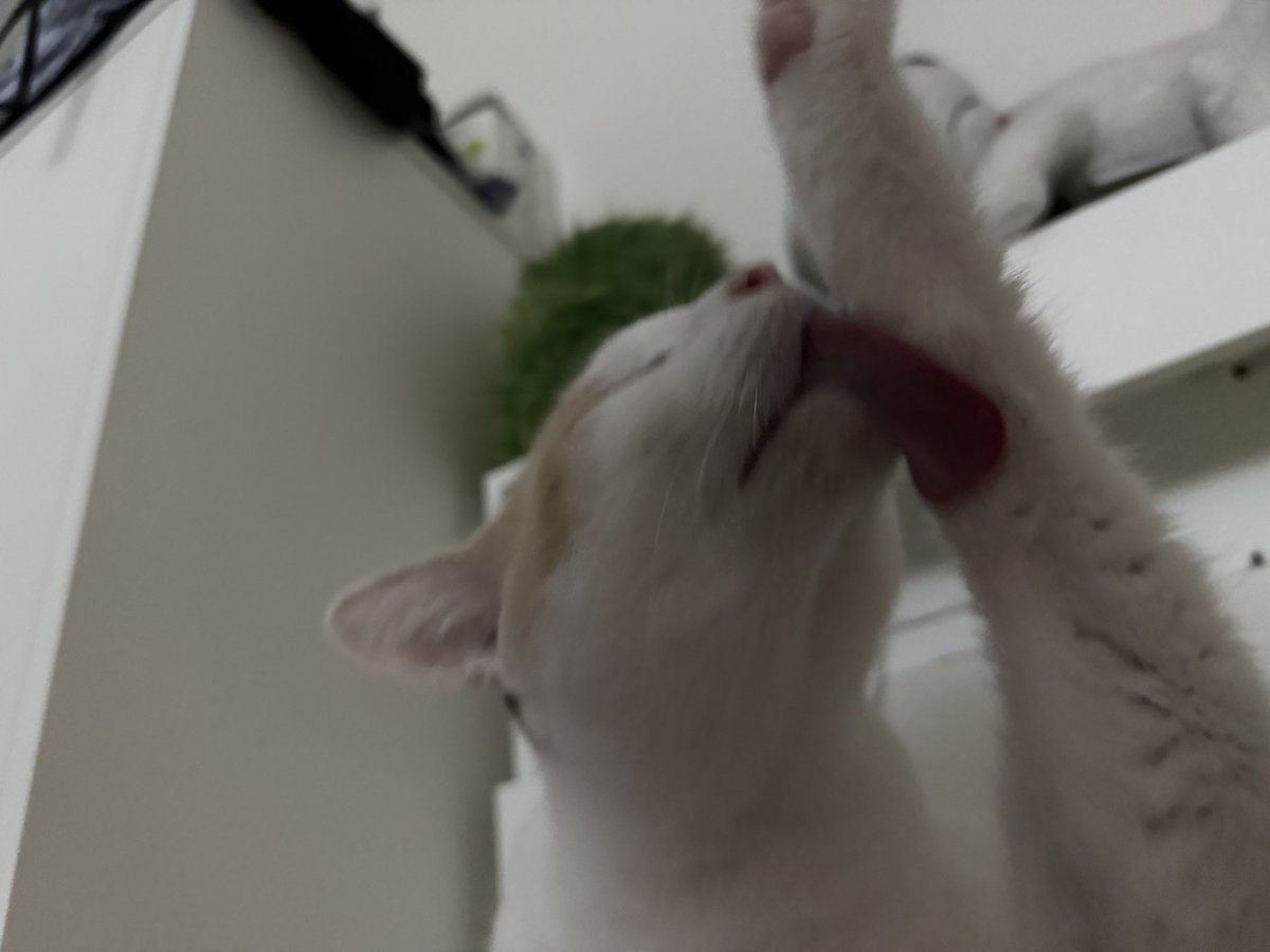 프리라떼주인 tweet media