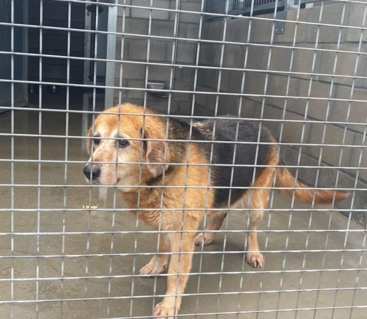 #Galicia
Esta abuelita es #LUPE. Tiene 12 años y ha pasado literalmente la mitad de su vida tras rejas de una perrera 😔

Tímida, buena, no busca problemas y puede convivir con otros perros.

Le encanta comer. ¡Está gordita! Es tranquila y sueña con tener una familia para ella.