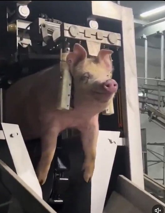 TechChelseaChiefs tweet media