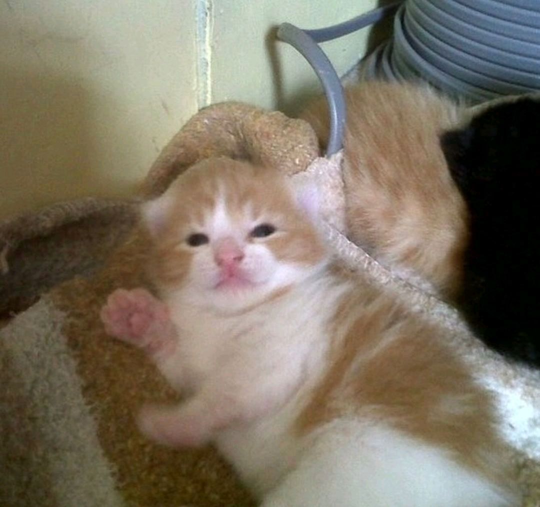 Punch Cat (@punchingcat) on Twitter photo 