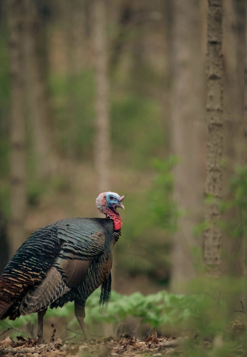 MossbergHunting tweet media