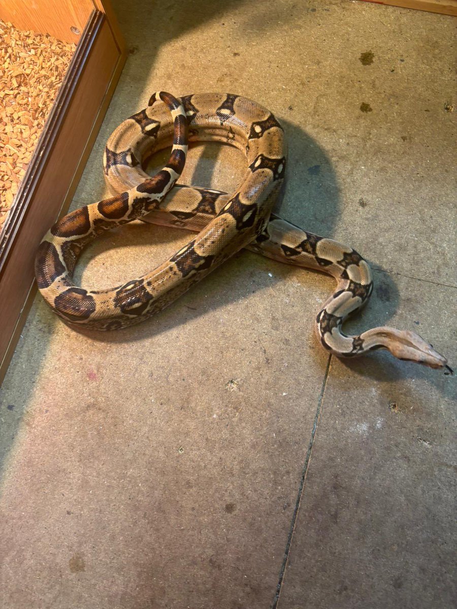 CariMurph tweet media