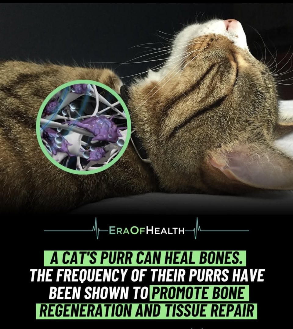 catsfurchrist's tweet photo. #catfact https://t.co/KBJWASEXfw