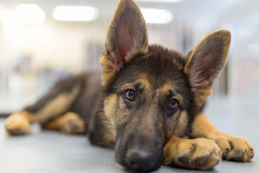 MarkLynchSC's tweet image. Keep Dogs.

Ban Islam.