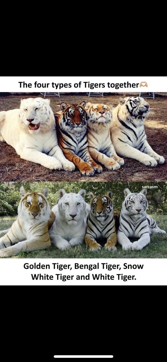 catsfurchrist's tweet photo. Ferocious Felines 🐾🐾🐾
#Catfacts https://t.co/ov34IshMiq