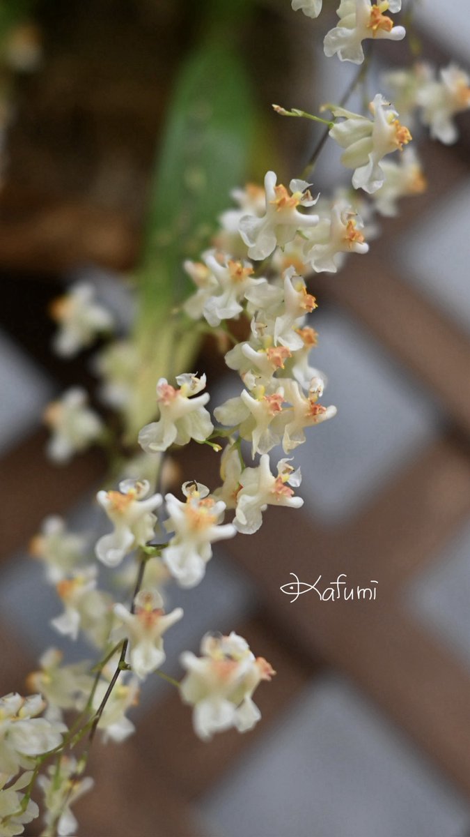 花日記 Community on X - 313 Members