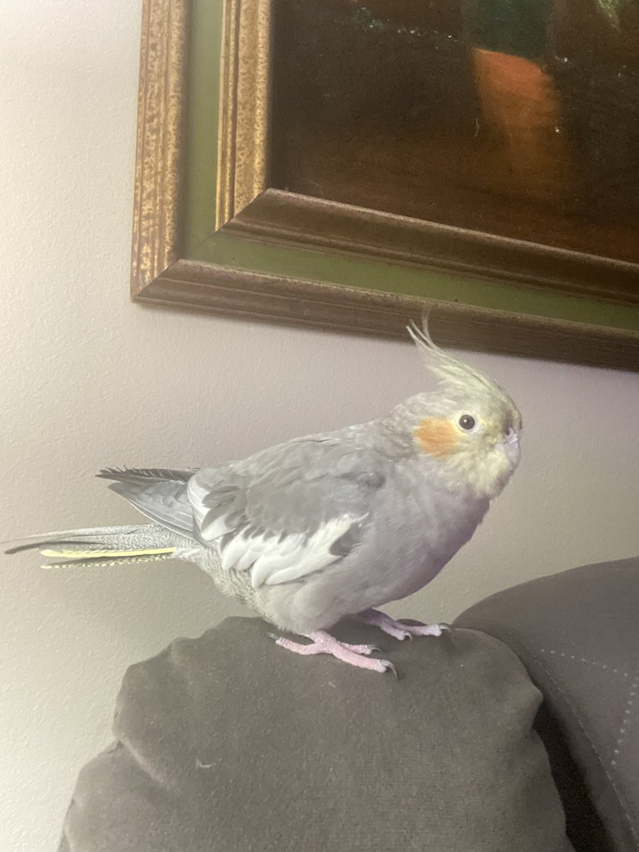 Fionas Cage cleaned early