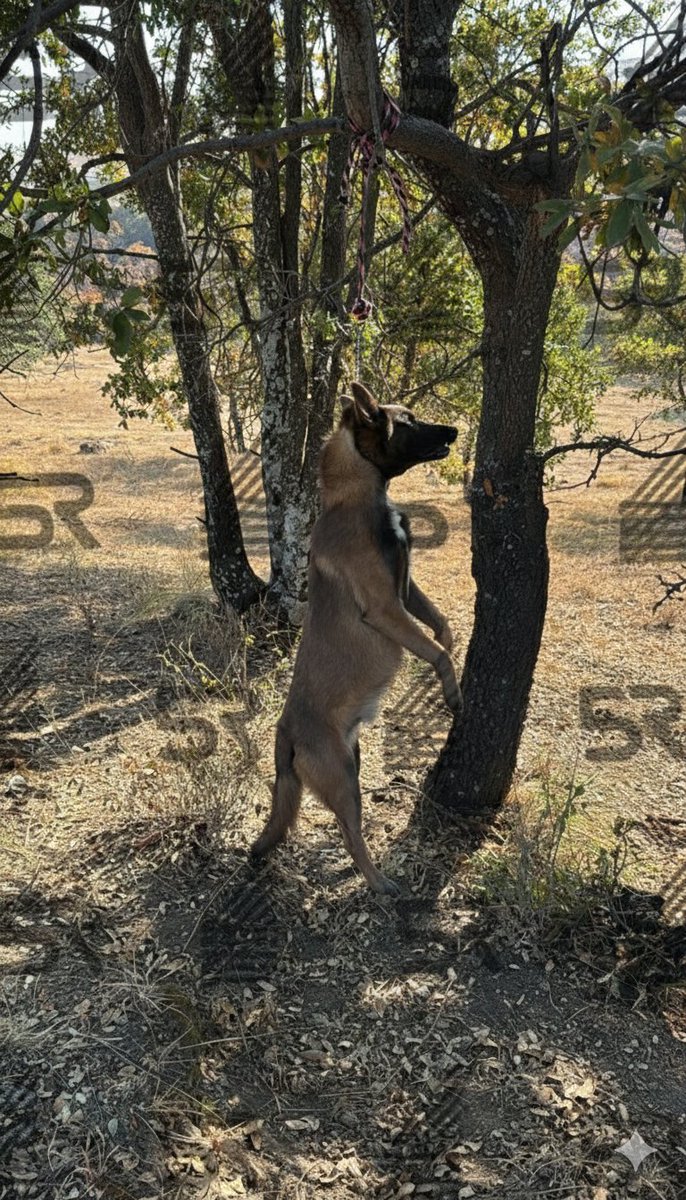 Galileo Lopez tweet media