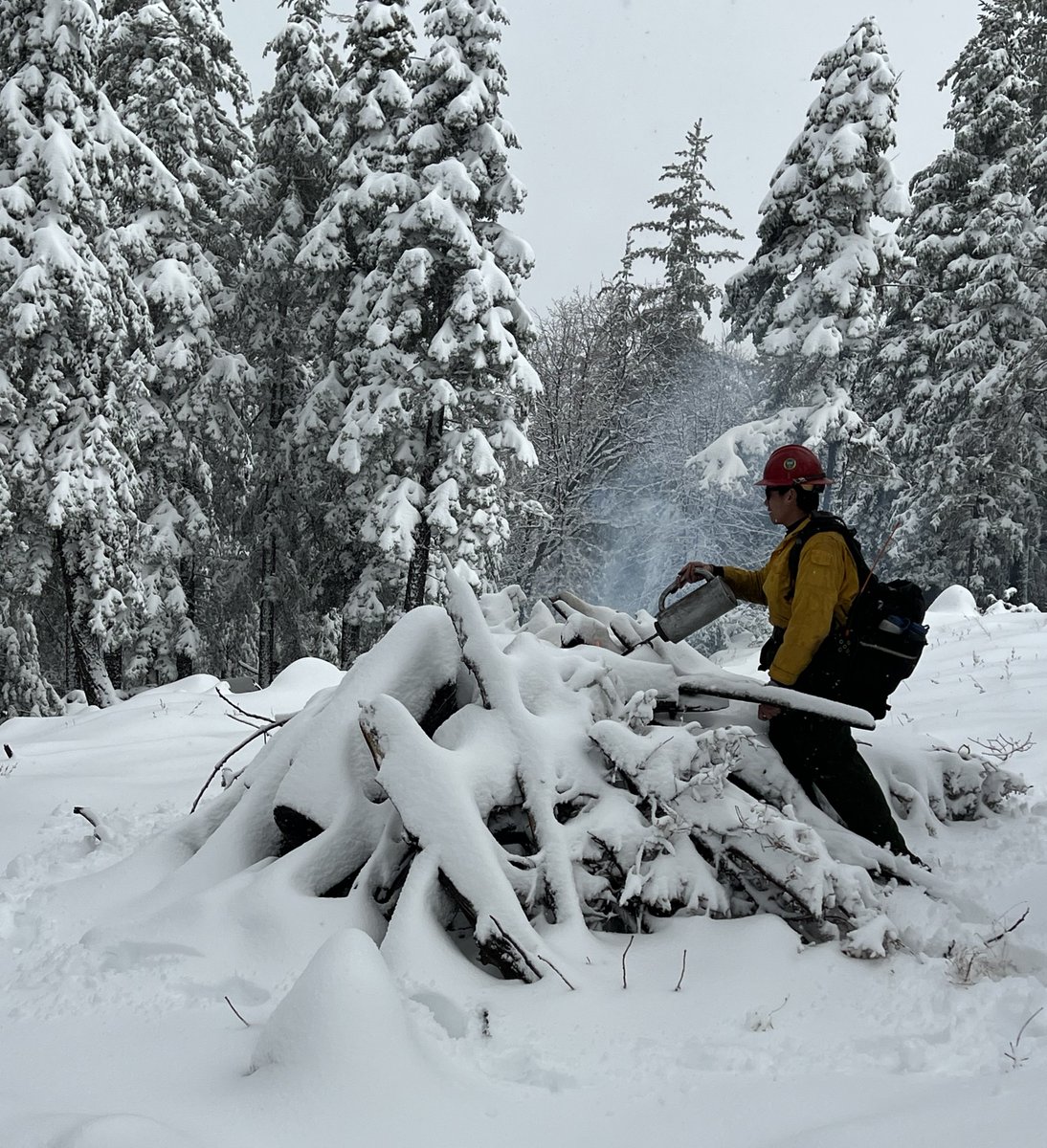 San Bernardino National Forest tweet media