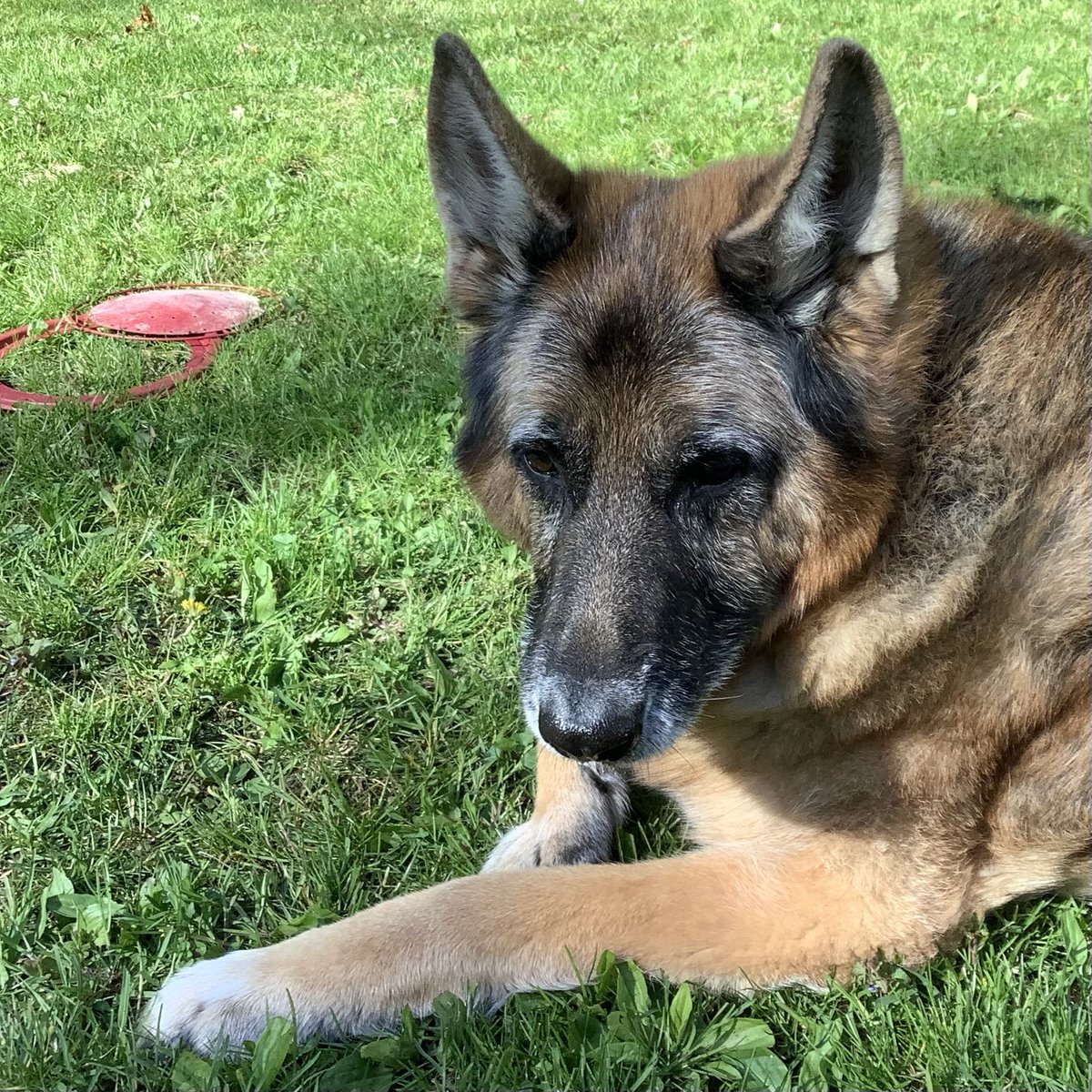 TheRita's tweet photo. Dogs are the best! https://t.co/MeA5TUqPTR
