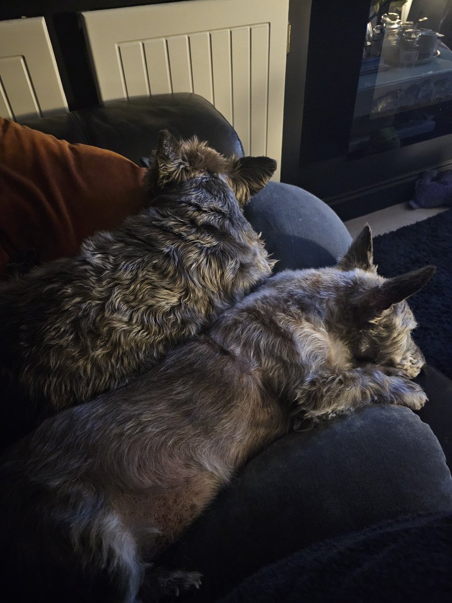 Toni Marie tweet media