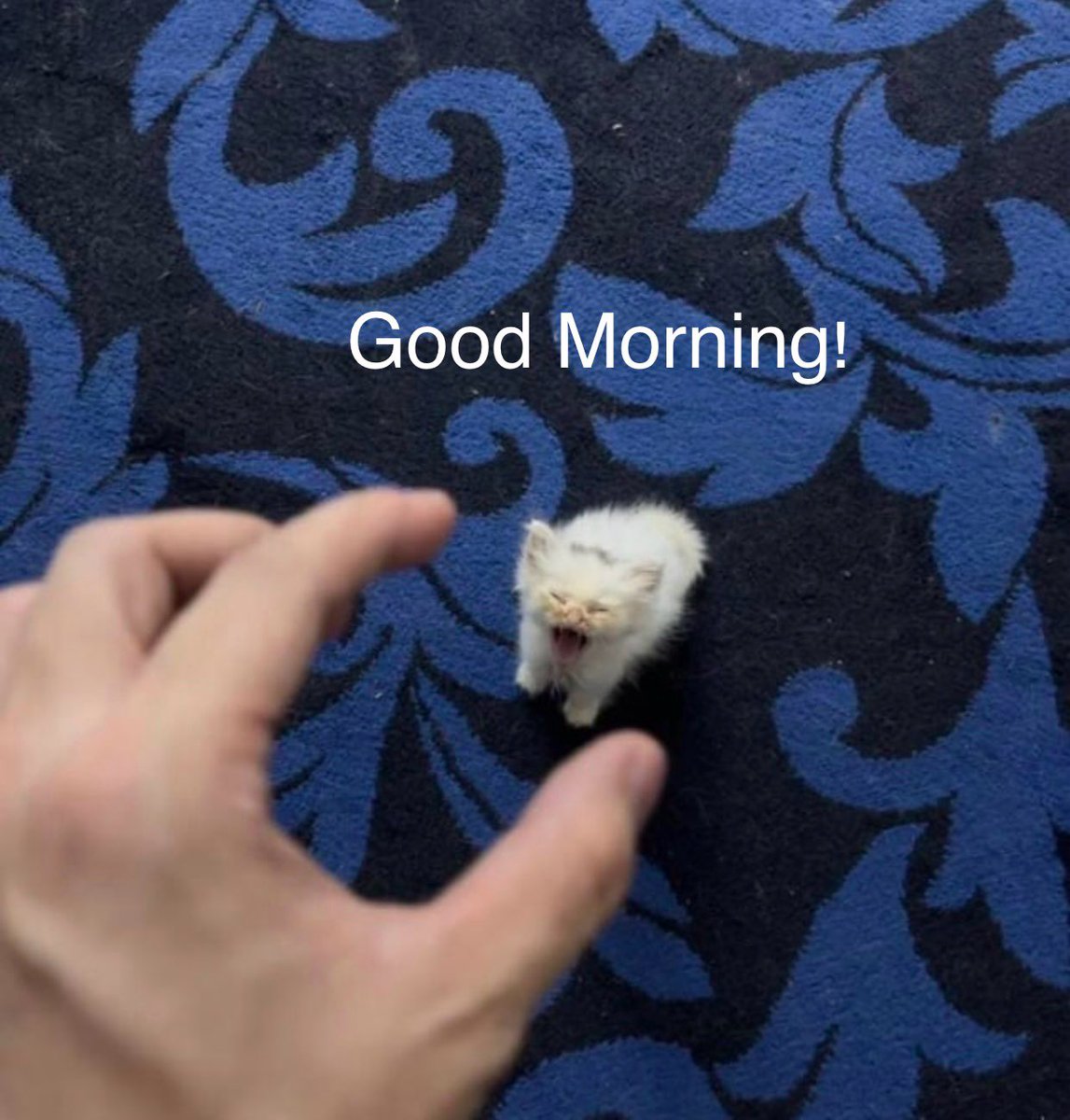 Dread Draws tweet media