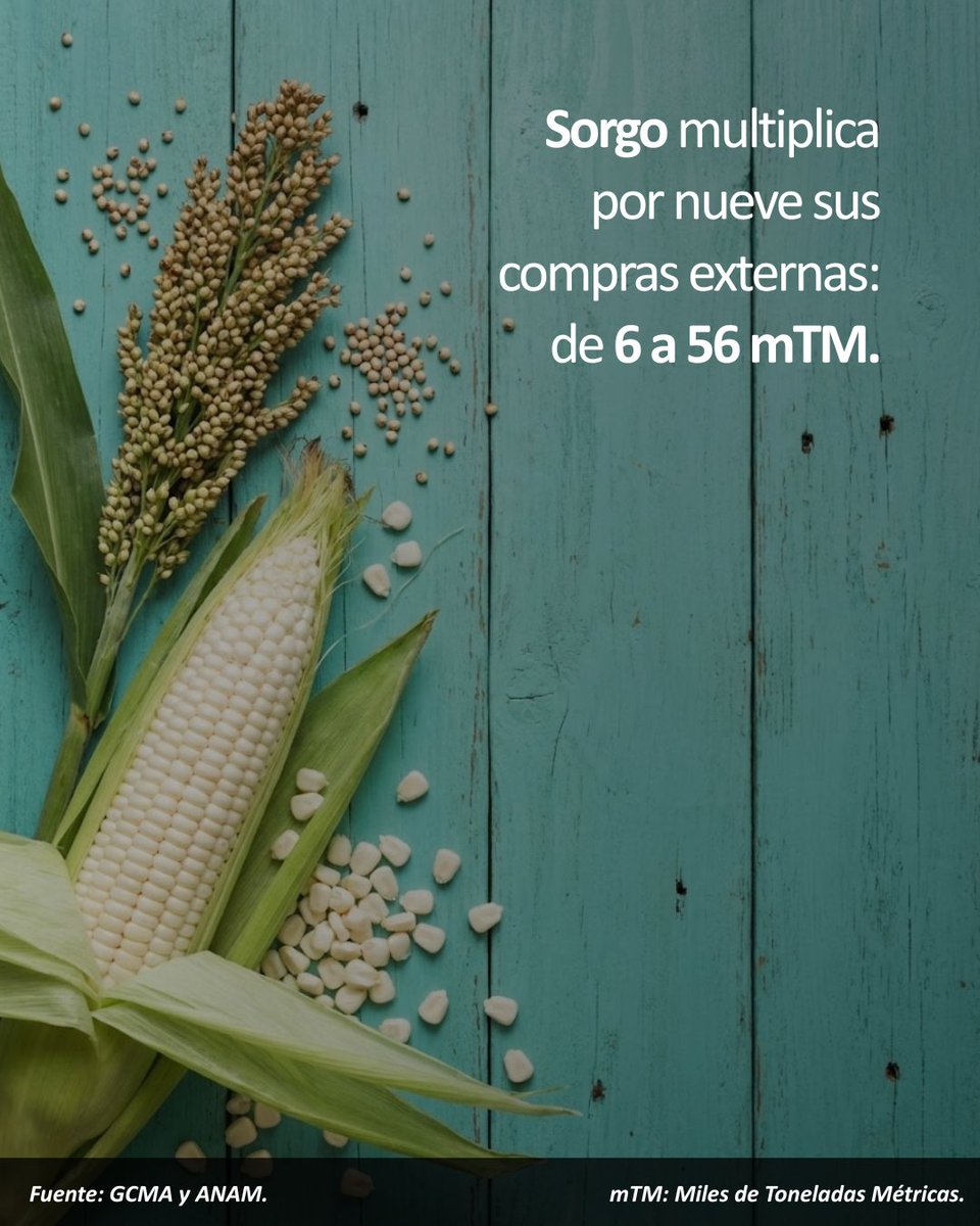🌾🚨#AgrocomunidadGCMA: enero 2026 reconfigura el tablero. Importaciones de granos +13.6% 📈: 🌽 maíz +24.7% (blanco +293%), 🌾 sorgo más de 9 veces arriba (6 mil→56 mil t) y 🫘 frijol cae en valor (-41.7%) por sobreoferta ⚠️

#Maíz #Sorgo #Frijol #MercadosAgrícolas