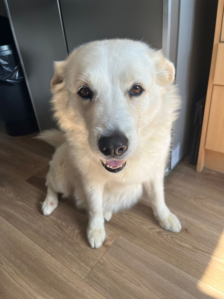 NickBirch635147's tweet image. This is my boy Taz he loves all pig meat so fuck your feelings,religion or beliefs in fact just fuck off and when you get there fuck off so more