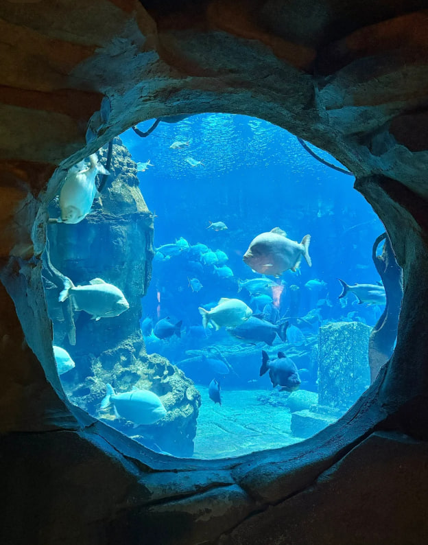 Behind every glass wall is a silent universe we barely understand — and it’s absolutely mesmerizing 🐙💭 #DeepThoughts