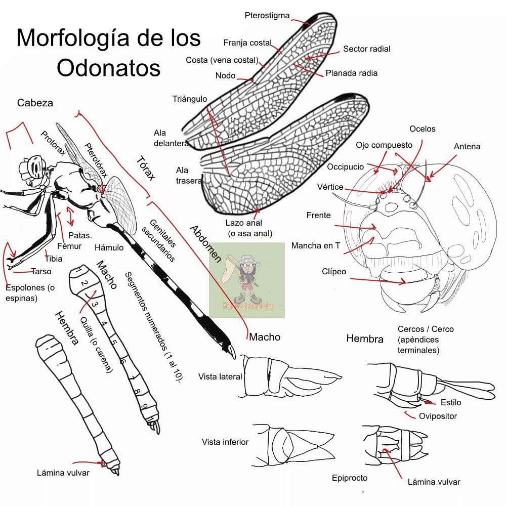 Morfologia de los Odonatos 

Créditos: Memorias entomológicas
