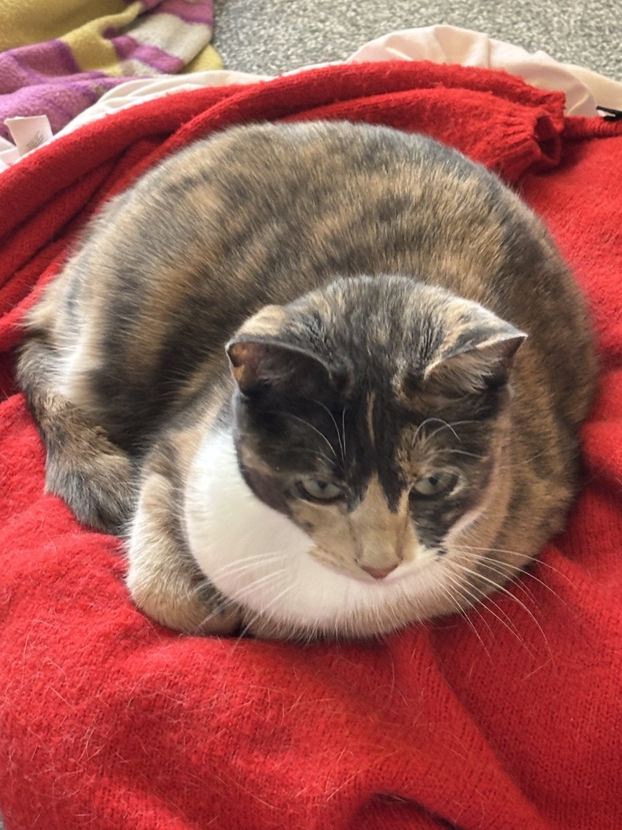 penelope tweet media