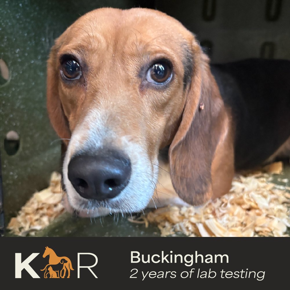 Kindness Ranch tweet media