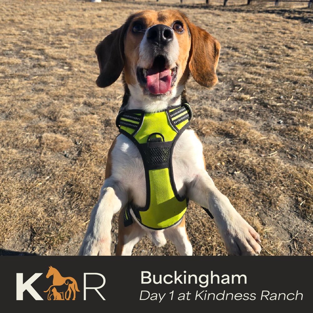 Kindness Ranch tweet media