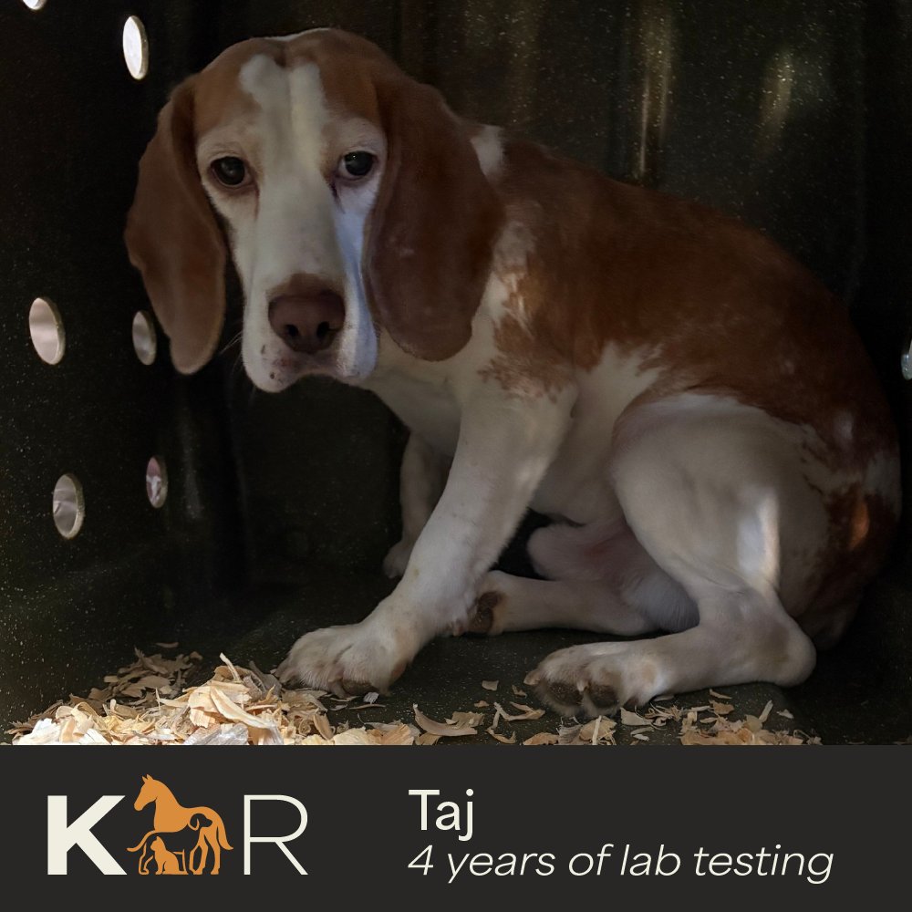 Kindness Ranch tweet media